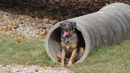 Dog Trainer «Awesome Dawgs Dog Training LLC», reviews and photos, 3052 Pricetown Rd, Temple, PA 19560, USA