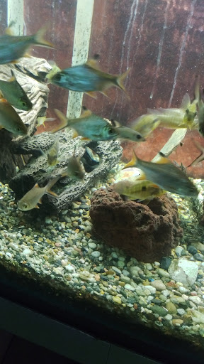 Tropical Fish Store «Fish Den Inc.», reviews and photos, 5055 W 44th Ave, Denver, CO 80212, USA