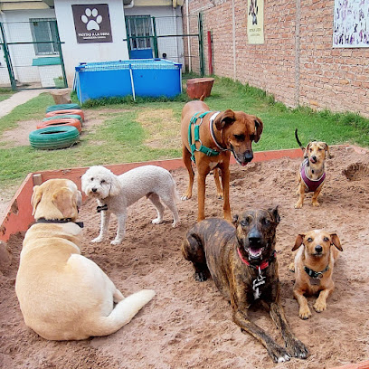 Patitas A La Obra VIP Servicios Caninos