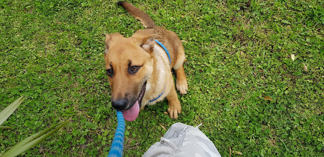 SPCA Hamilton Centre - Association