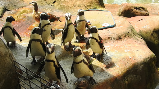 Zoo «NEW Zoo & Adventure Park», reviews and photos, 4378 Reforestation Rd, Green Bay, WI 54313, USA