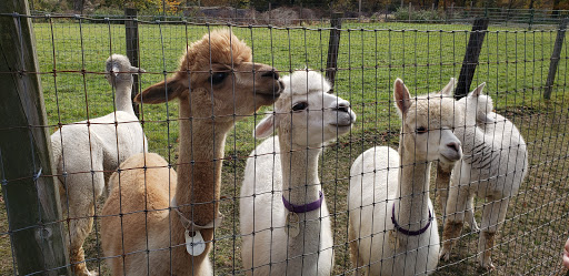 Boutique «Six Paca Farm», reviews and photos, 44 Bozrah St, Bozrah, CT 06334, USA