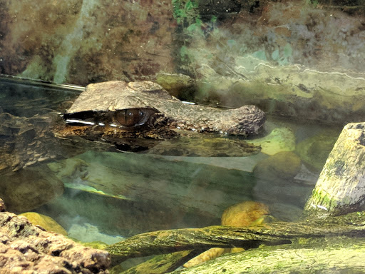 Pet Store «Pet Land», reviews and photos, 1450 Fort Campbell Blvd, Clarksville, TN 37042, USA