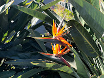 RLR Landscape & Tree Services - Photo 8 - Car repair in Encinitas, CA, Oceanside