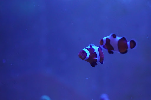 Tropical Fish Store «Corals & More», reviews and photos, 1972 S Old Hwy 94, St Charles, MO 63303, USA