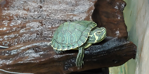 Pet Store «Island Pet Shop», reviews and photos, 55 Goodwin Dr # 102, Merritt Island, FL 32952, USA