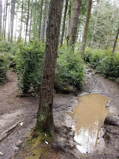 Park «Wildcat Lake County Park», reviews and photos, 9205 NW Holly Rd, Bremerton, WA 98312, USA