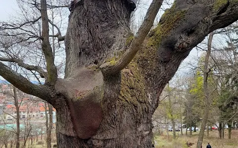 Wenceslas Oak (Holy Mountain) image