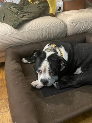 Pet Supply Store «Bully Zone Pet Supplies & Pet Grooming», reviews and photos, 1409 McCarter Hwy, Newark, NJ 07104, USA