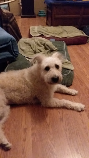 Pet Supply Store «Petco Animal Supplies», reviews and photos, 3320 Stockton Hill Rd, Kingman, AZ 86409, USA