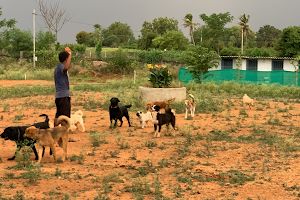 Close To Home Kennels image