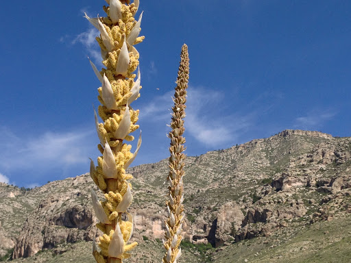 National Park «Guadalupe Mountains National Park», reviews and photos