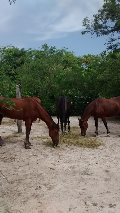 Heal a Horse Cozumel Animal Sanctuary