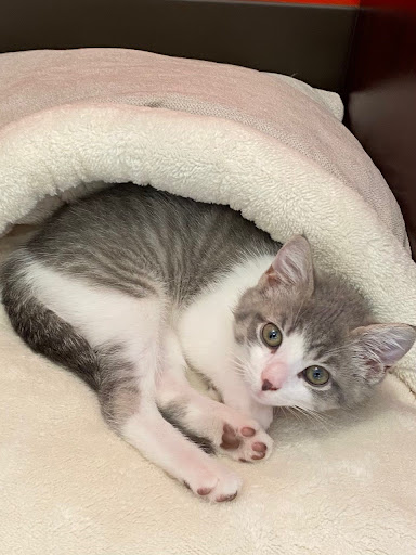 Insurance Agency «Kristy Hayduk - State Farm Insurance Agent», reviews and photos