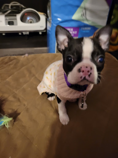 Pet Store «Yuppy Puppy Pet Shop», reviews and photos, 292 Frantz Rd, Stroudsburg, PA 18360, USA