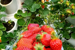 Al Ahsa strawberry farm image