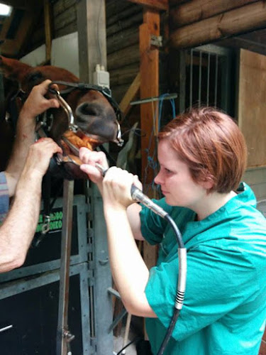 Dierenartsenpraktijk De Mey - Paardentandarts Tine De Mey