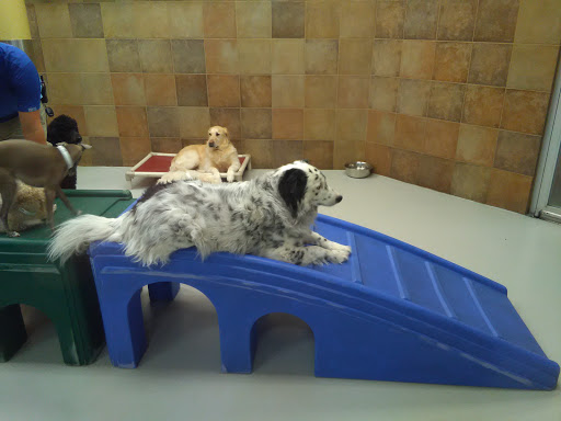 Pet Supply Store «PetSmart», reviews and photos, 9041 Snowden Square Dr, Columbia, MD 21045, USA