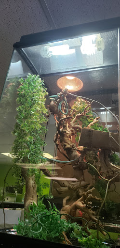 Reptile Store «Reptile Pets Direct», reviews and photos, 8088 Pat Booker Rd, Live Oak, TX 78233, USA