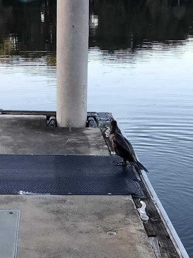 Park «Gilbert Park», reviews and photos, 310 S Tremain St, Mt Dora, FL 32757, USA