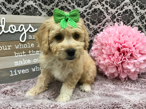 Pet Store «Happiness Is Pets», reviews and photos, 2936 Showplace Dr, Naperville, IL 60564, USA