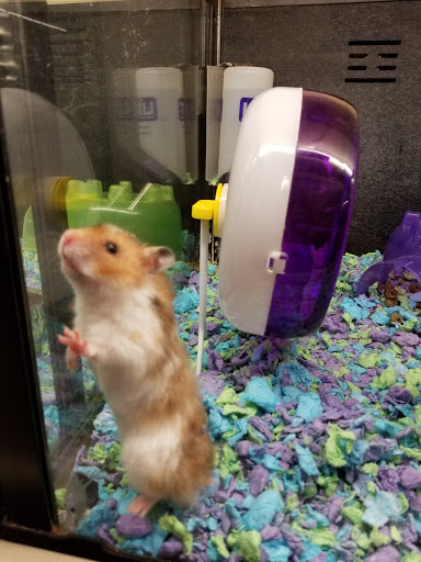 Pet Supply Store «PetSmart», reviews and photos, 367 Mt Hope Ave, Rockaway, NJ 07866, USA