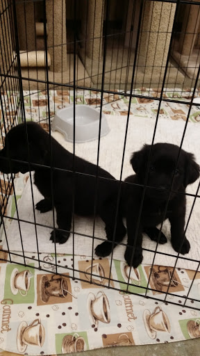 Pet Supply Store «Petco Animal Supplies», reviews and photos, 1215-1309 NJ-33 #1, Hamilton Township, NJ 08690, USA