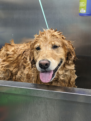 Shih-Tzu Not Dog Grooming