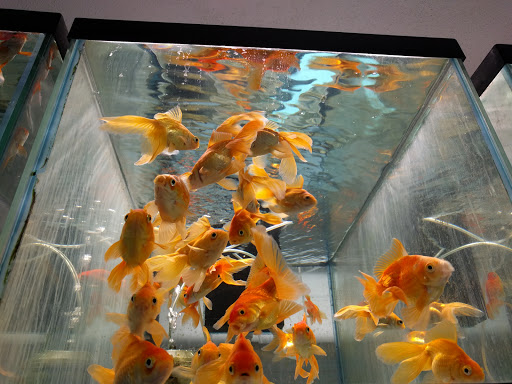 Pet Store «Forest Lake Pets», reviews and photos, 120 Lake St N, Forest Lake, MN 55025, USA