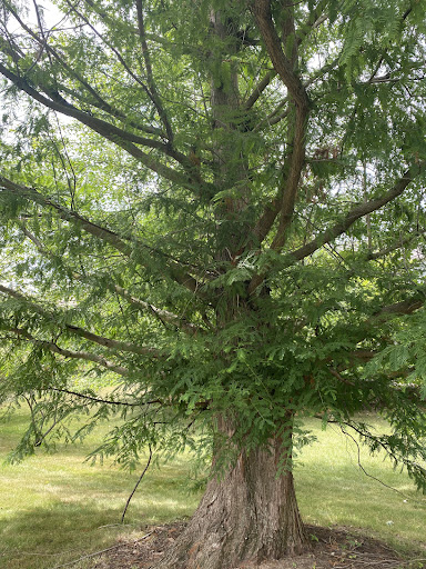 Health Food Store «Better Health Store», reviews and photos, 44427 Ann Arbor Rd E, Plymouth, MI 48170, USA