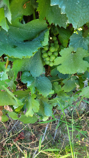 Vineyard «Laurentia Vineyard & Winery», reviews and photos, 4599 S Madison Rd, Madison, OH 44057, USA