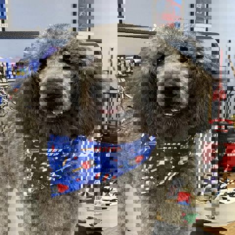 Belly Rubs Dog Grooming, Inc.