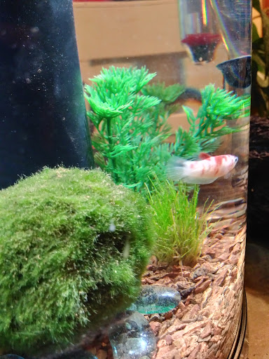 Pet Supply Store «Petco Animal Supplies», reviews and photos, 2842 NW 63rd St, Oklahoma City, OK 73116, USA