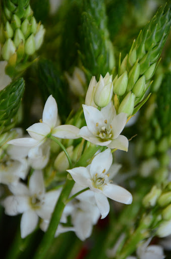 Florist «Royal Petals», reviews and photos, 188 E Wend St, Lemont, IL 60439, USA