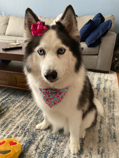 Pet Groomer «ITIG Happy Dog Wash», reviews and photos, 6465 S Chickasaw Trail, Orlando, FL 32829, USA