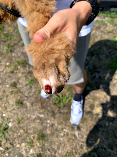 Pet Supply Store «Dog Krazy, Inc.», reviews and photos, 10681 Spotsylvania Ave, Fredericksburg, VA 22408, USA