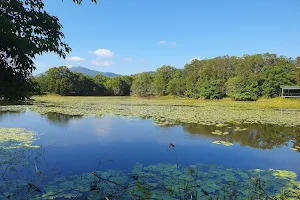 Cairns Cattana Wetlands image