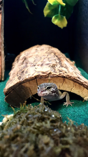 Pet Supply Store «PetSmart», reviews and photos, 450 Fairview Ave, Hudson, NY 12534, USA