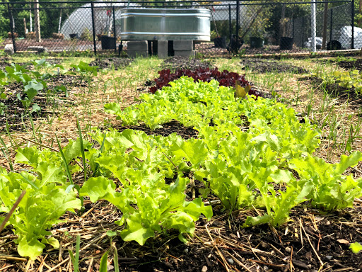 Plant Nursery «Potomac Petals and Plants», reviews and photos, 9545 River Rd, Rockville, MD 20854, USA