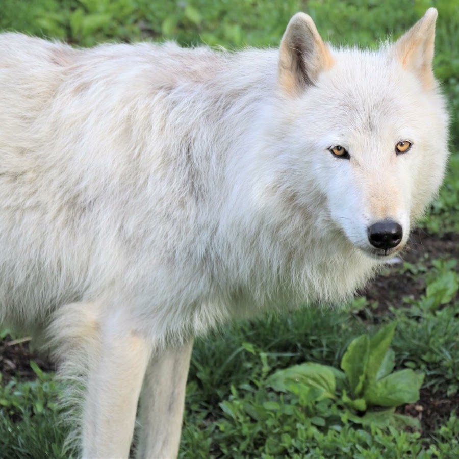 Wolf Conservation Center