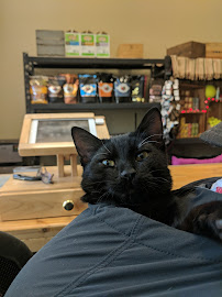 Dynamite Pets - Photo 8 - Car repair in Hercules, CA, Vallejo