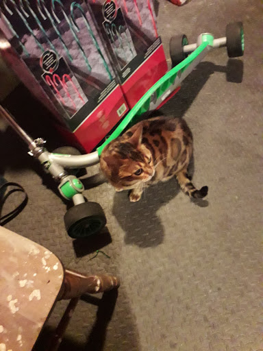 Pet Supply Store «Petco Animal Supplies», reviews and photos, 474 228th Ave NE, Sammamish, WA 98074, USA