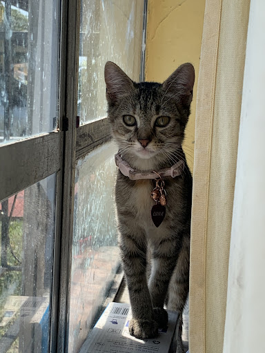 Pet Store «South Beach Pet Shop», reviews and photos, 634 6th St, Miami Beach, FL 33139, USA