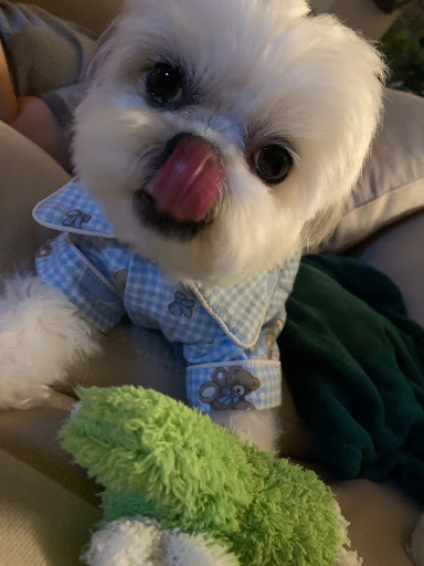 Pet Supply Store «PetSmart», reviews and photos, 19075 Interstate 45 S, Shenandoah, TX 77385, USA