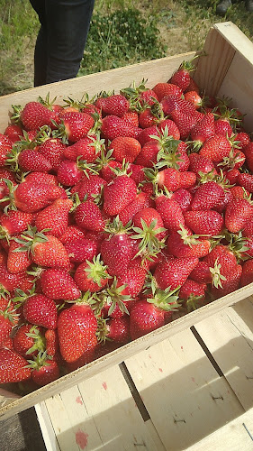 Yann SAVIGNON Ceuillette fraises non traitées à Saint-Étienne-de-Saint-Geoirs