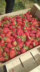 Yann SAVIGNON Ceuillette fraises non traitées Saint-Étienne-de-Saint-Geoirs