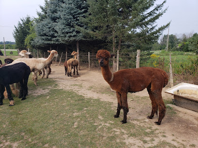 DL Farms Alpaca (registered Alpaca and Products)