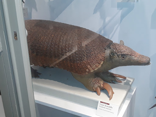 Natural History Museum «Harvard Museum of Natural History», reviews and photos, 26 Oxford St, Cambridge, MA 02138, USA