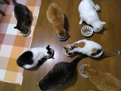 湘南山手どうぶつ病院
