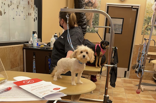 Pet Supply Store «PetSmart», reviews and photos, 104 Dettro Dr, Mattoon, IL 61938, USA